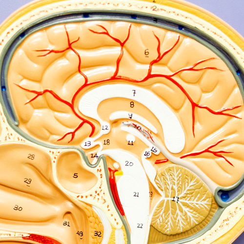 Sessão lateral e frontal da cabeça - Simulação na saúde