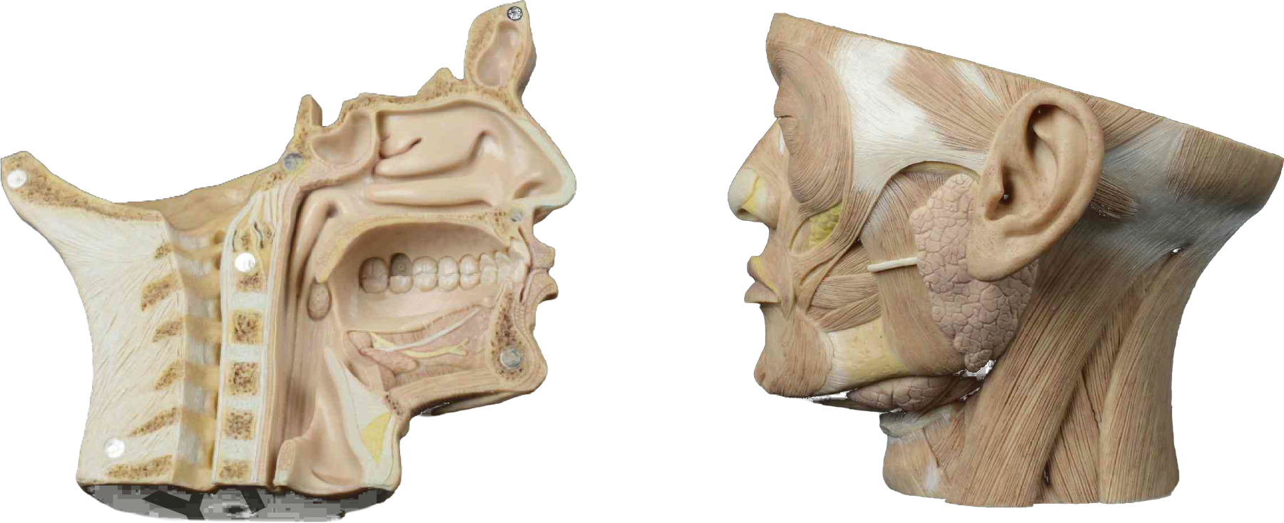 Modelo anatômico de alta fidelidade da cavidade oral e glândulas salivares