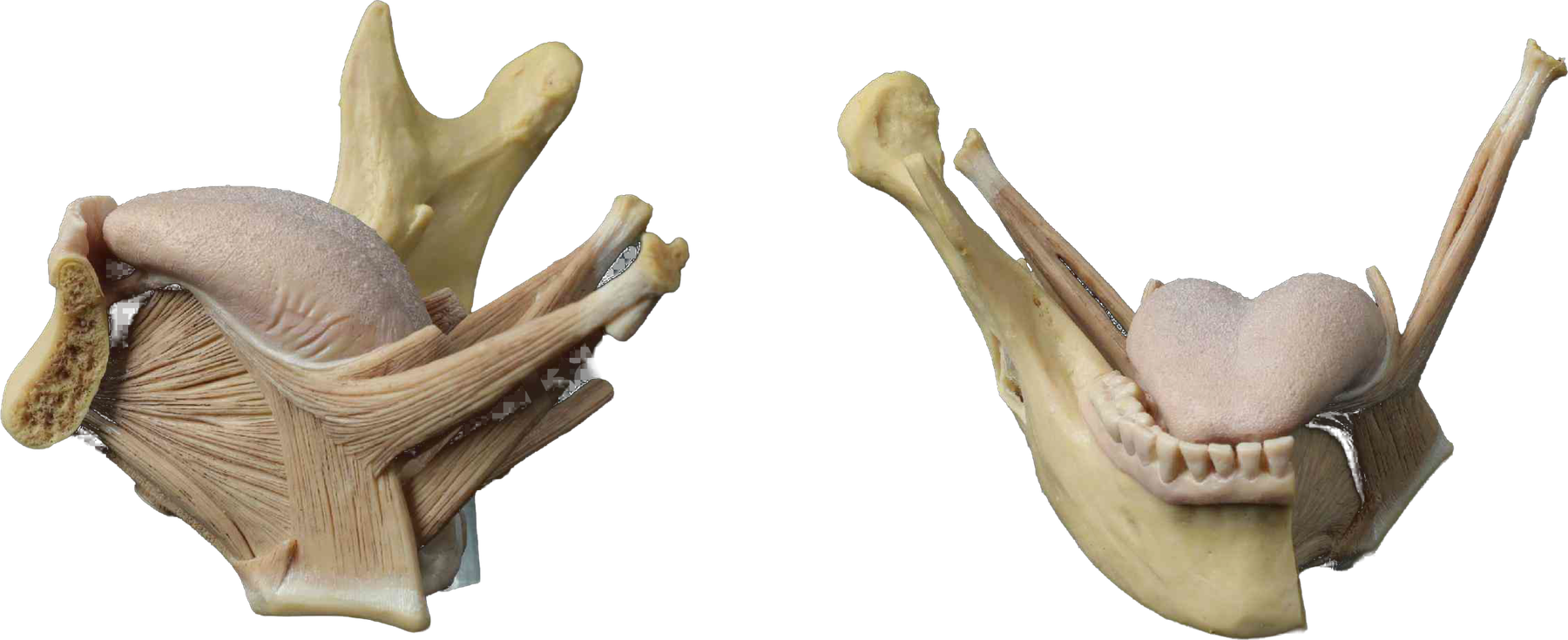 Língua e musculatura extrínseca em modelo anatômico de silicone