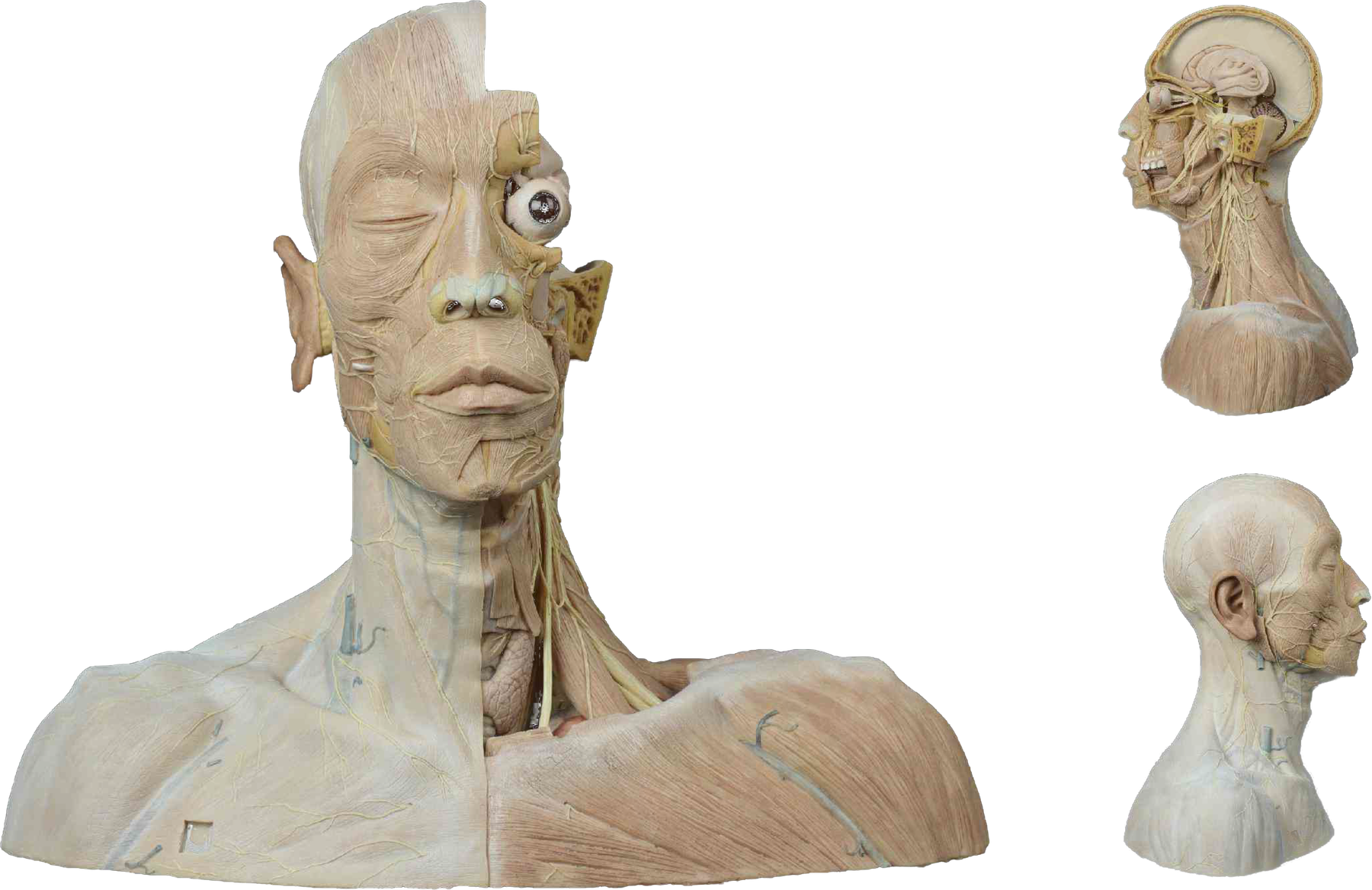 Nervos da cabeça e do pescoço em modelo anatômico de alta fidelidade