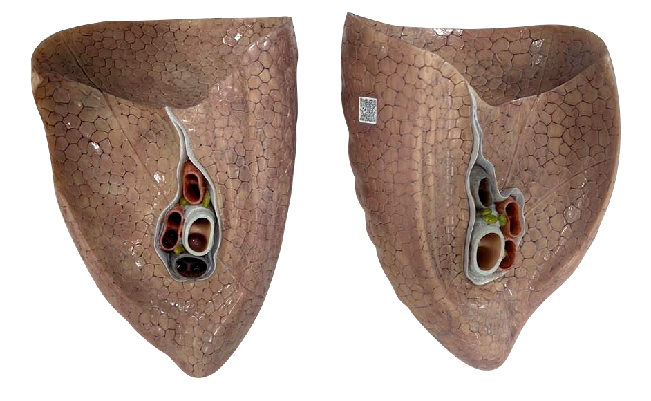 Modelo anatômico de alta fidelidade de morfologia pulmonar