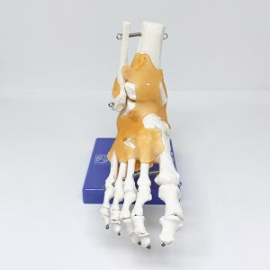 Pé e tornozelo flexíveis com ligamentos